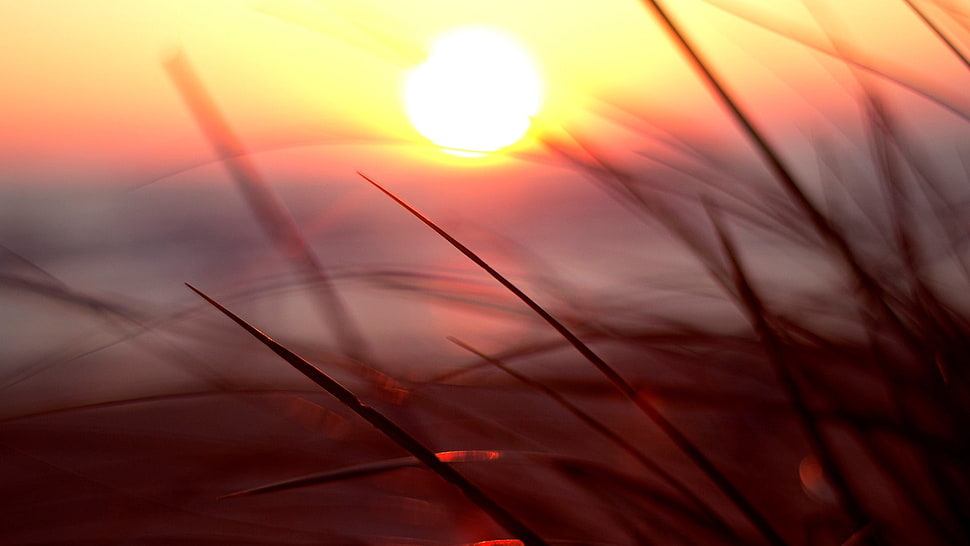 green grass, nature, macro, sunset, sunlight HD wallpaper
