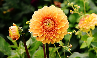 orange flowers during daytime