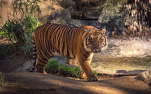 brown and black tiger, nature, animals, tiger HD wallpaper