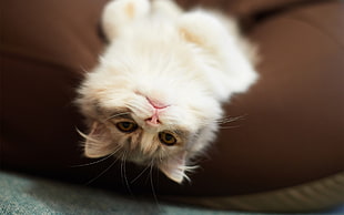 shallow focus photography of white and brown cat