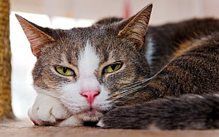 brown tabby cat in shallow focus lens
