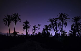 coconut trees, night, palm trees HD wallpaper