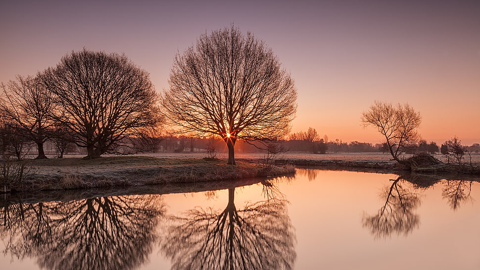 brown tree, sunrise, landscape, reflection, trees HD wallpaper