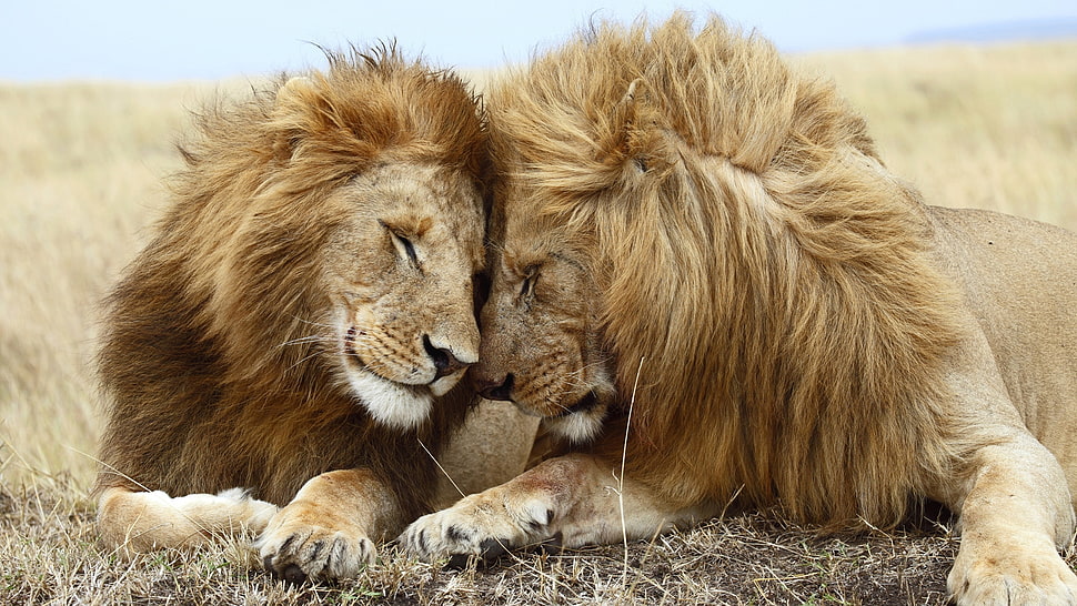 two Lions HD wallpaper