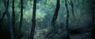 black tree trunk, ultrawide, landscape, nature, photography HD wallpaper