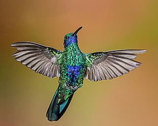 flying green and blue bird HD wallpaper