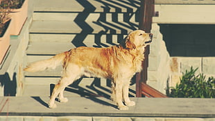 short-coated tan dog, dog, animals, golden retrievers, happy HD wallpaper