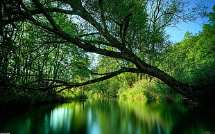 green leafed tree, nature, river, trees, water HD wallpaper
