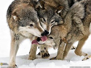three brown wolves, wolf, National Geographic, animals, tongues HD wallpaper