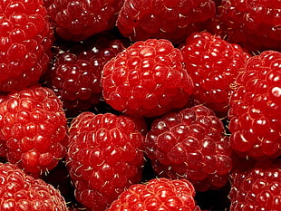 raspberries HD wallpaper
