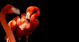 two red flamingos standing