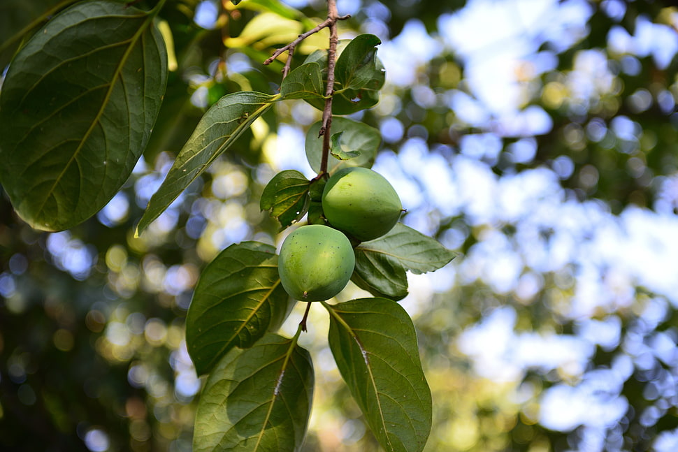 two round green fruits during daytime HD wallpaper