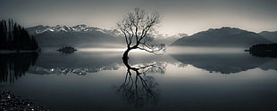 silhouette of bare tree on body of water near mountain at daytime, nature, landscape, mist, lake