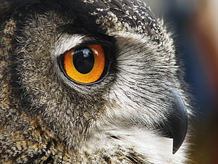close-up photo of gray and brown owl