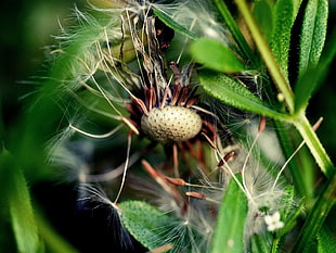 dandelion and green plant