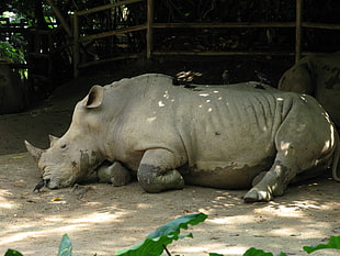 gray rhino on gray ground HD wallpaper