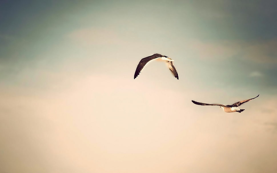 two gray and white pigeons HD wallpaper