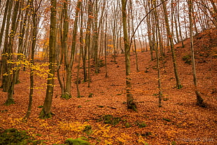 brown leaf trees, forest