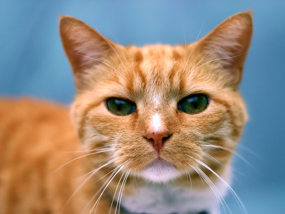 close up photo orange tabby kitten HD wallpaper
