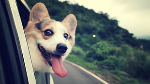 Dog,  Muzzle,  Box,  Car HD wallpaper