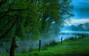 green grass field and trees, nature, landscape, mist, river