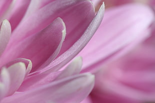 close up photo of pink cluster petaled flower