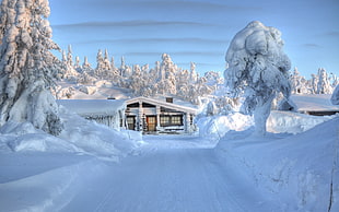 white wooden house, winter, hut, trees, snow