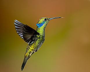 green and gray hummingbird flying, green violetear