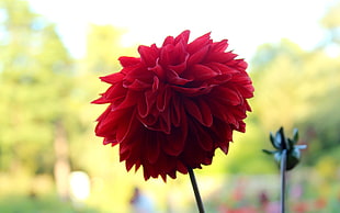 shallow focus photography of red petal flower