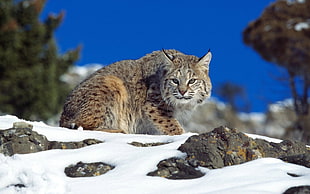 shallow focus photography of brown and gray cat