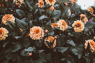 orange petaled flowers, Flowers, Flowerbeds, Buds HD wallpaper