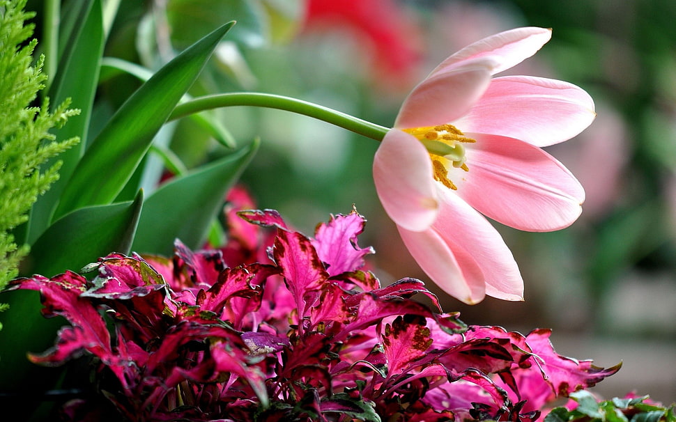 pink Tulip flower in bloom at daytime HD wallpaper