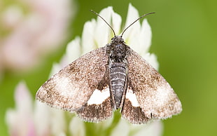 brown moth perched on white petaled flowers in closeup photo