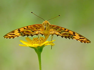 butterfly perched on the yellow petaled flower HD wallpaper