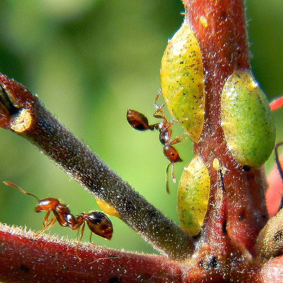 macro photography of two brown ants on tree branch HD wallpaper