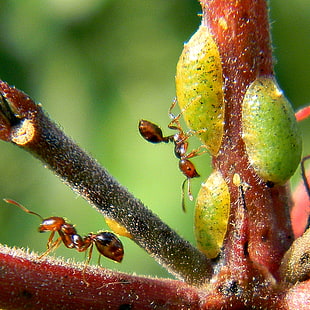 macro photography of two brown ants on tree branch