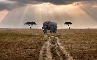 gray elephant, elephant