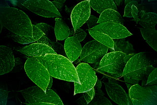 closeup photography of green leaves HD wallpaper