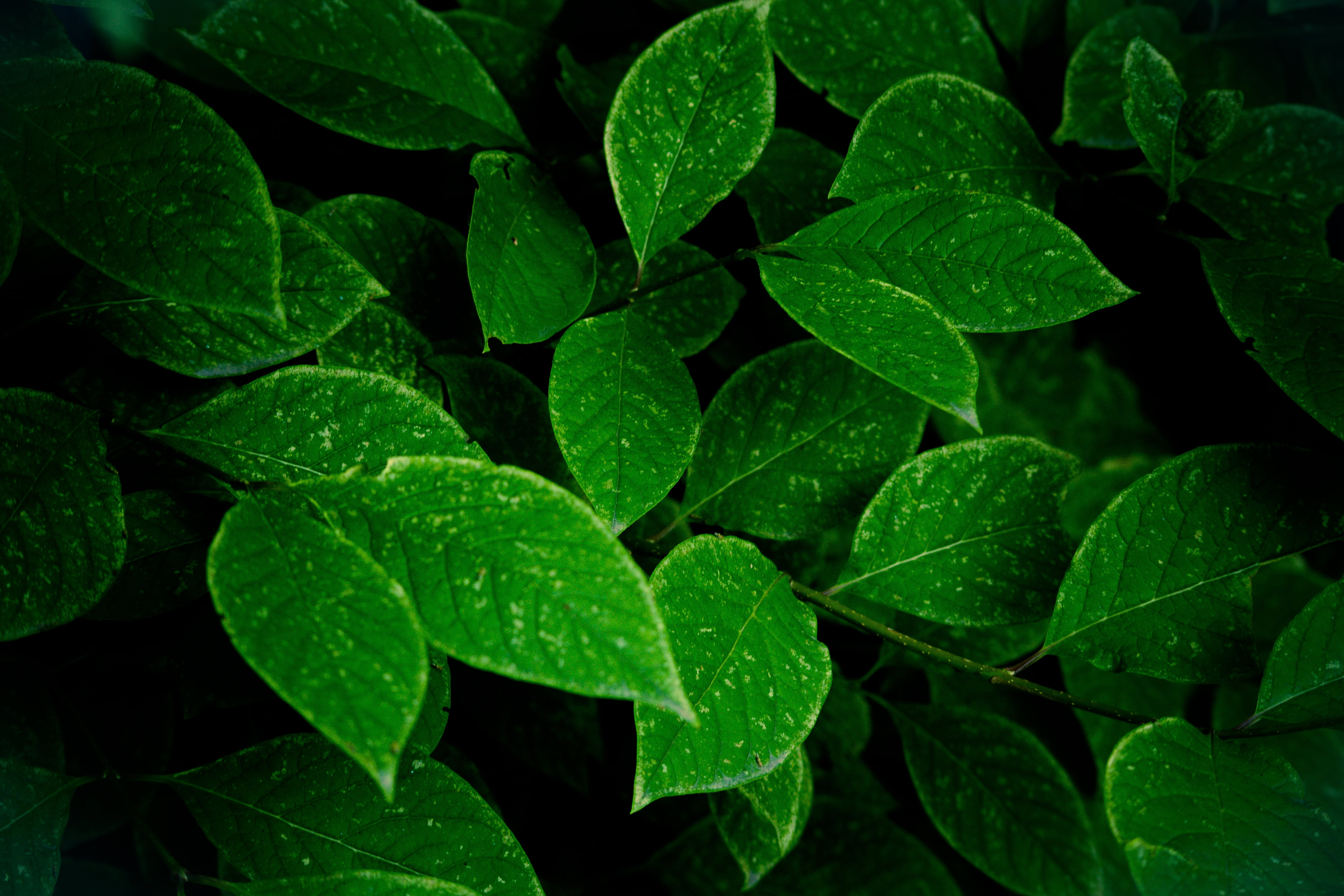 closeup photography of green leaves