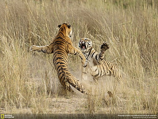 two cheetahs, National Geographic, tiger, big cats, animals HD wallpaper