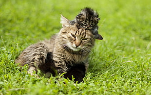short-fur gray-and-brown cat and kitten, animals, cat, kittens, baby animals