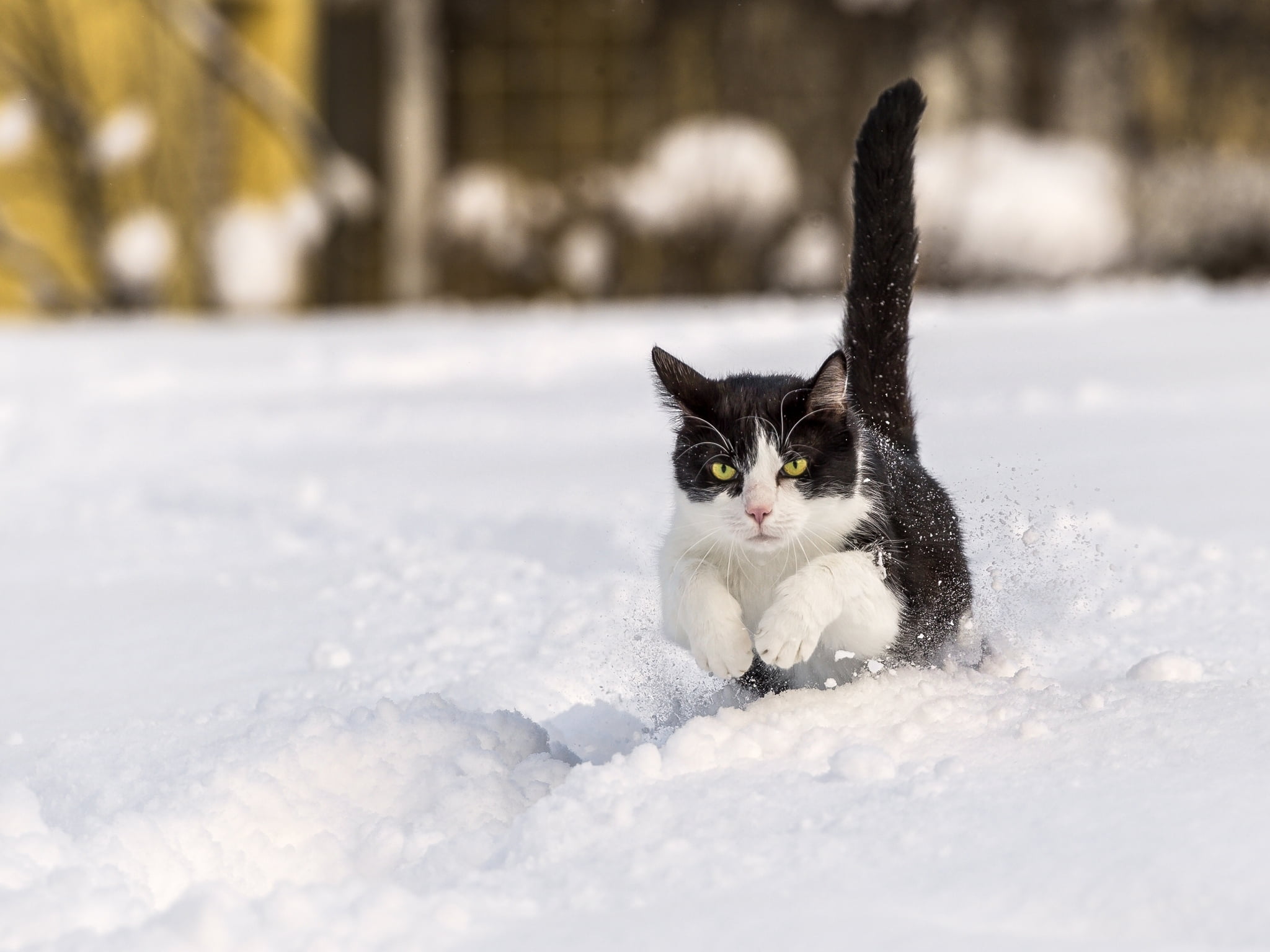 black and white cat