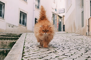 shallow focus photography of brown long-coated cat at the street during daytime