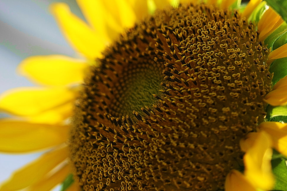 Sunflower photo HD wallpaper