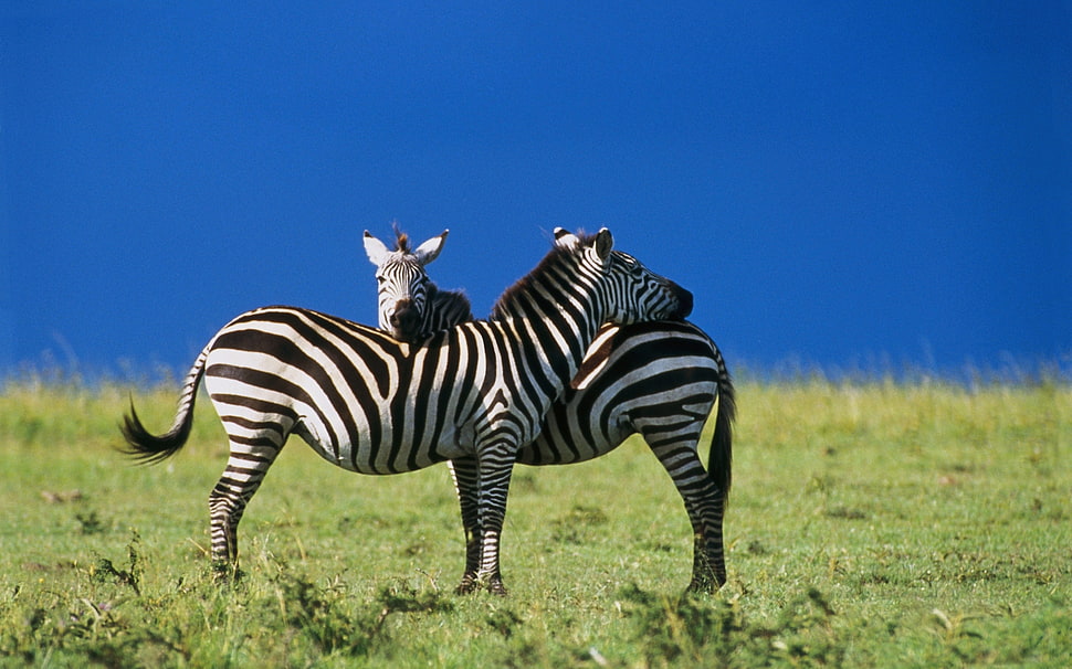 photo of two zebras on green grass field HD wallpaper