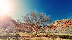 brown dead tree, sunlight, landscape, clear sky, blue HD wallpaper