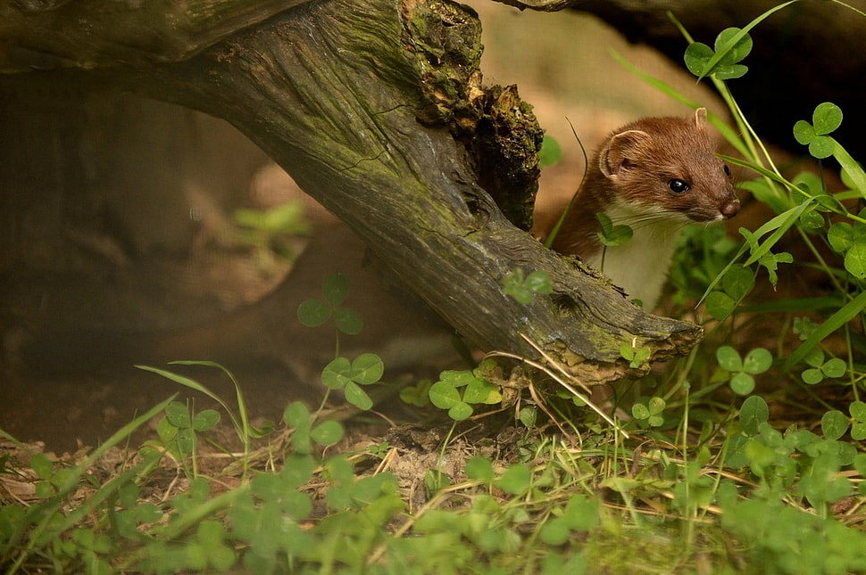 brown Weasel HD wallpaper