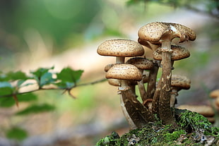 bunch of brown mushroom