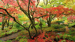 red flowering tree, forest, Japanese Garden HD wallpaper
