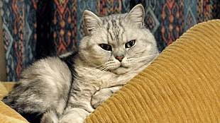 white and grey fur cat lying on yellow textile
